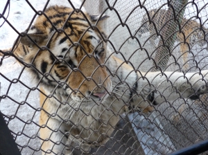 Yes thats a tiger inches away. Yes if you put your finger on the fence it will be eaten. Yes this is China
